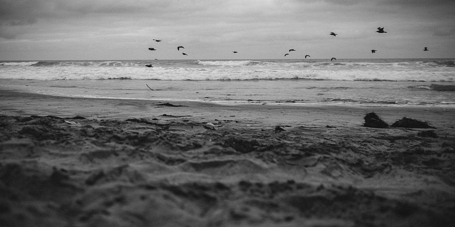 Vögel am Strand von San Diego