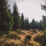 Wanderung zum Brocken über den Goetheweg im Harz